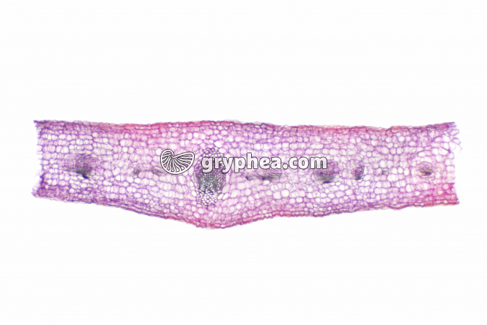 Feuille de Gui CT x10 - gryphea.org